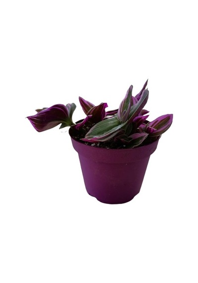 Serada Decor Plant Çok Dallı Sukulent Bitki Mor Yapraklı Telgraf Çiçeği