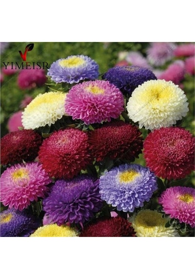 Pompon Hinomaru Aster Çiçeği Tohumu 50 Tohum