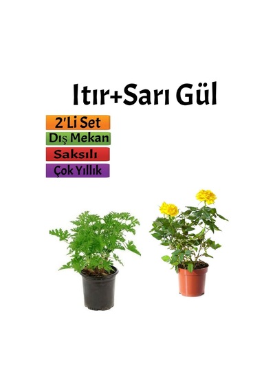 Yoğun Kokulu Itır Çiçeği+ Sarı Gül Fidanı Saksılı 15-25 Cm Dış Mekan Bitkileri