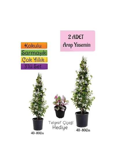 Kokulu 2 Adet Arap Yasemini Fidanı Saksılı+telgraf Çiçeği 3'lü Peyzaj Seti