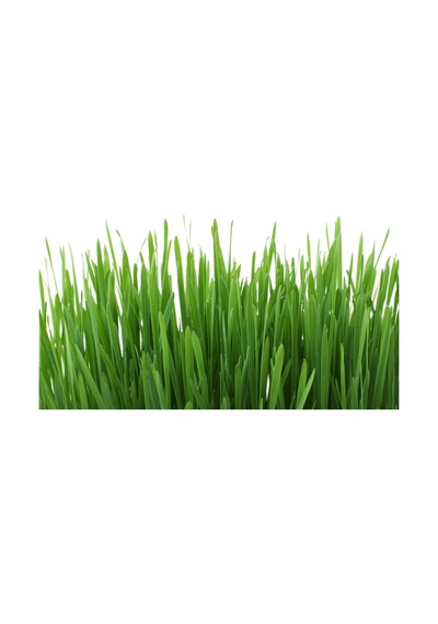 1 KG İthal 3Lü Karışım Çim Tohumu + Tohum