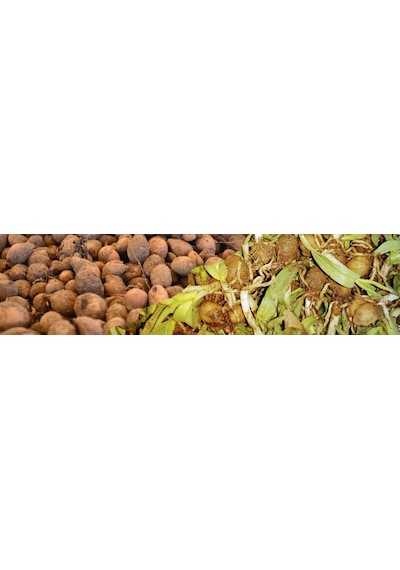 Salep Tohumu 25 Adet