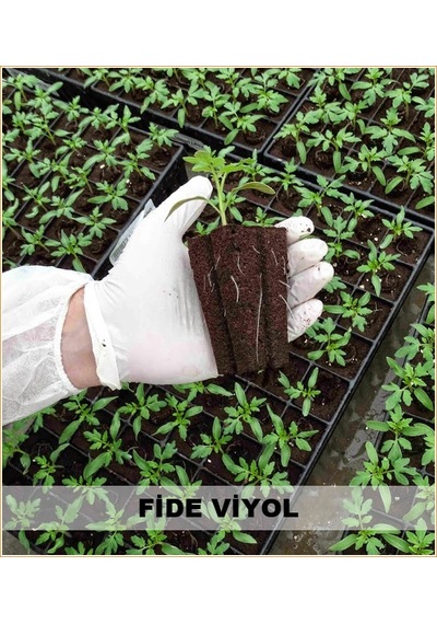 Fide Viyolü 100 Adet 45 Gözlü Fide Viyol Fidelik Fide Kabı