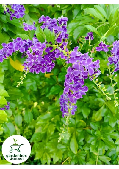 Mor Ağaç Menekşesi Duranda 1 Adet Saksılı 40-60 Cm Duranta Erecta