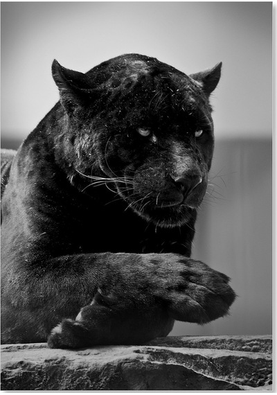 Cakasepetim Siyah Jaguar Ahşap Mdf Tablo