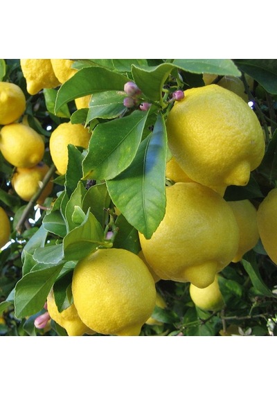 Tüplü Aşılı Bodur Euroka Limon Fidanı 2 Yaş 70-90 Cm Bol Sulu