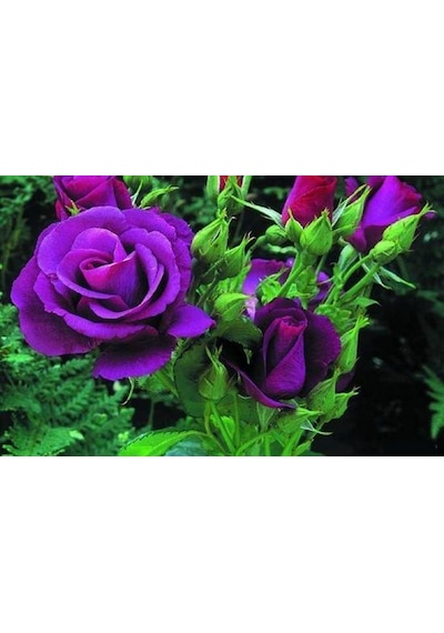 10 Adet Beyaz Gül Tohumu + 10 Adet Sebze Tohumu N114808