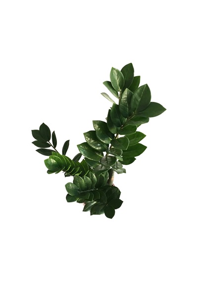 Zamia Zamioculcas (Zeze Çiçeği) Ø12 CM Y35-40 CM