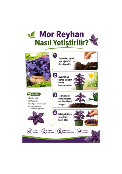 Mor Reyhan Tohumu Yoğun Kokulu Mor Yapraklı Reyhan Tohumu