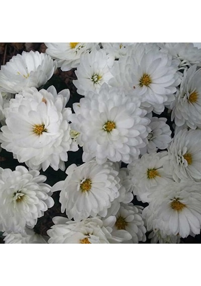 Kasımpatı Saksı Da Chrysanthemum Beyaz Renk 10-20 Cm