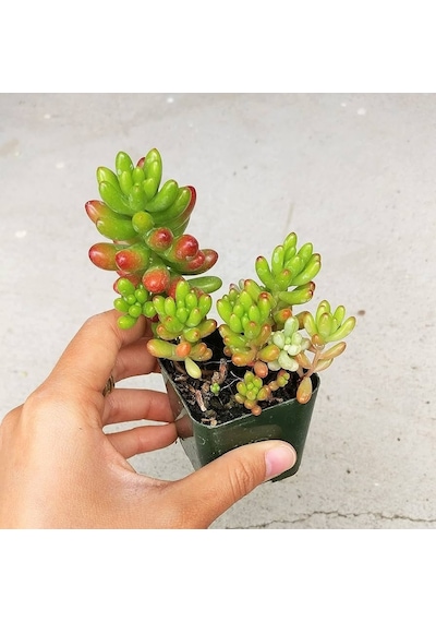 Sedum Rubrotinctum Jelibon Sukulent 180 Adet
