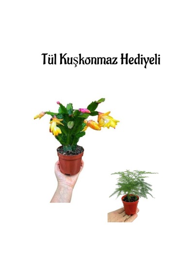 Hediyelik Sarı Renk Yılbaşı Çiçeği Anneler Gününe Özel Tül Kuşkonmaz