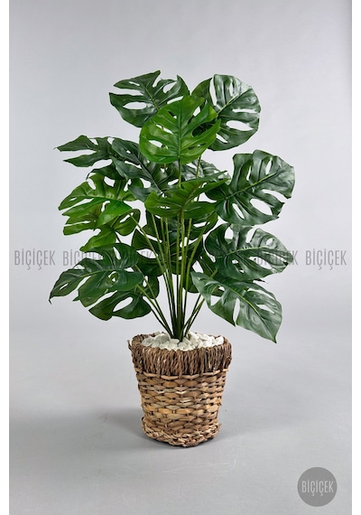 Yapay Monstera Deve Tabani 65 Cm Demi R Destekli Kulpsuz Hasir Saksıda Krem