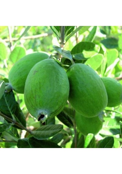 4 Yaş Feijoa Fidanı Kaymak Ağacı-acca Sellowiana