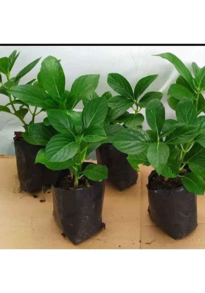 4 Adet Ortanca Fidesi 15-30cm Karisik Renk
