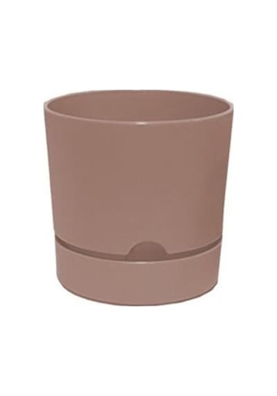 Polıwork Saksı Begonya 12 Cm Krem
