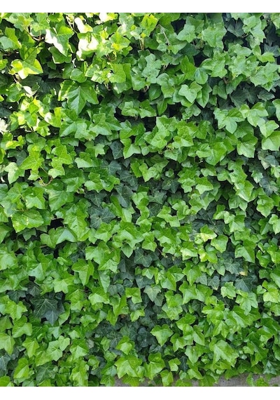 Duvar Sarmaşığı Hedera Helix 20-50cm Kaya Sarmaşığı Fidanı
