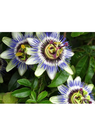 Passiflora Çiçeği Tohumu Çarkıfelek Çiçek Tohumu Yetiştirme Kiti