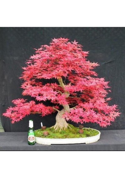 Pembe Akçaağaç Bonsai Tohumu 3 Adet