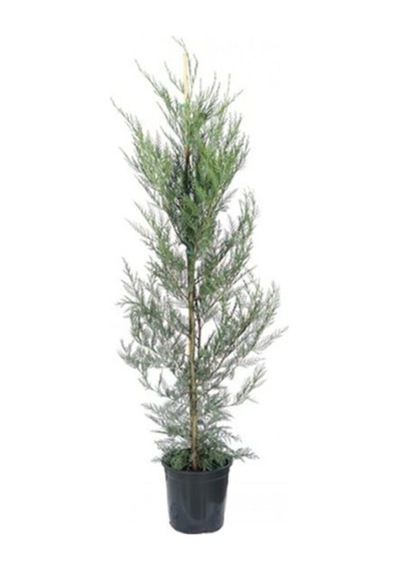 Leylandi Fidesi Cupressocyparis Leylandii