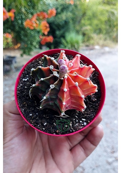 Gymnocalycium Mihanovichii Variegata Köklü Çok Renkli