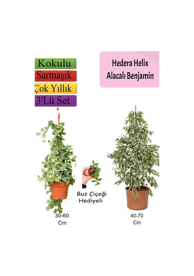 Alacalı Beyaz Benjamin Bitkisi+ Hedera Hex Sarmaşığı+ Buz Çiçeği