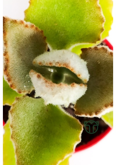 Kalanchoe Beharensis Fang Kadife Yapraklı Sukulent Keçe Bitkisi K