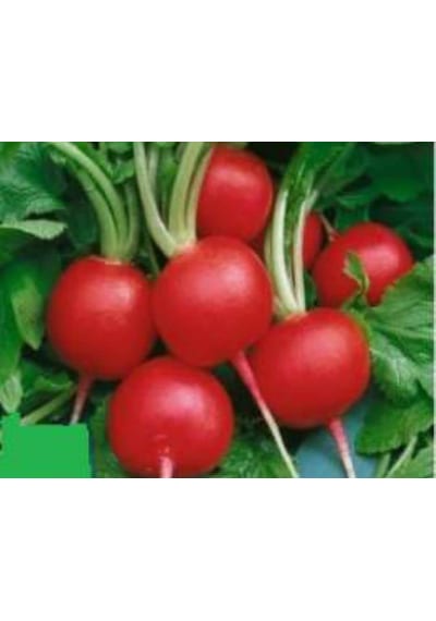 Turp Ufak Tohumu - Aksel 10 Gr