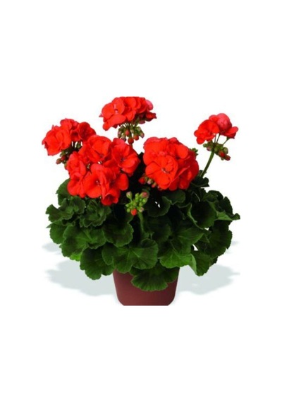 Videolu 3'lü Karışık Renk Sardunya Çiçeği 20-30 Cm Saksılı Çiçekli Bodur Bitkiler Pelargonium