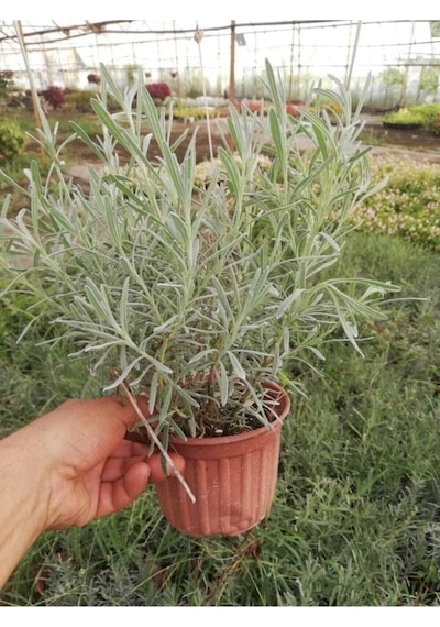 Haşare Kovucu Lavanta Fidanı 10-20 Cm