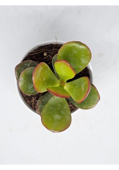Crassula Ovata Sukulent-8691993070103