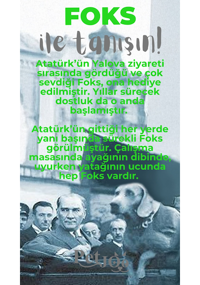 Petjoo 29.Foks Gri-Yeşil Qr'lı Köpek Künyesi