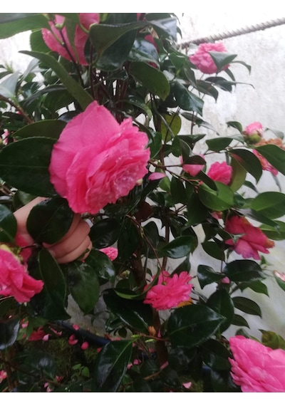 Pembe Kamelya Çiçeği - Camelia Japonica Kırmızı. 30-45 Cm Aras