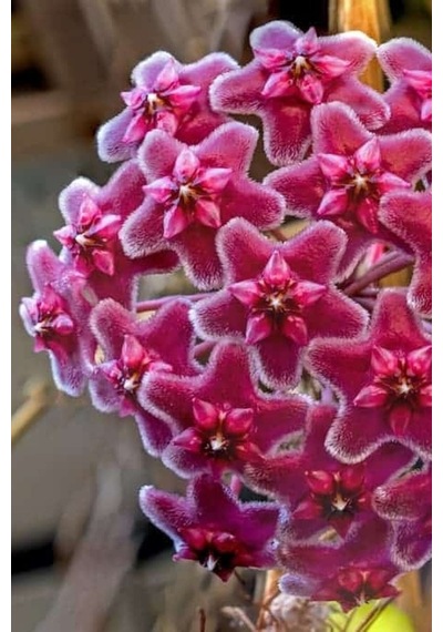 Mum Çiçeği Kırmızı 15-20 Cm 1.kalite Özel Ürün