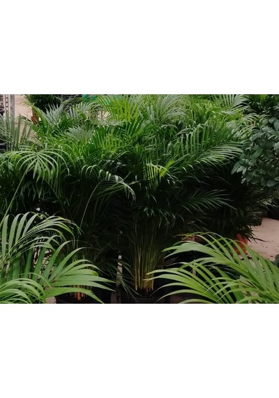 4 Yaş Areca Palmiyesi-dypsis Lutescens 160-180 Cm 440
