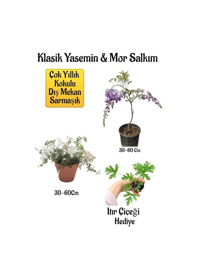 Mis Kokulu Klasik Yasemin Çiçeği+mor Salkım Ağacı Fidanı Itır Çiçeği Peyzaj Seti