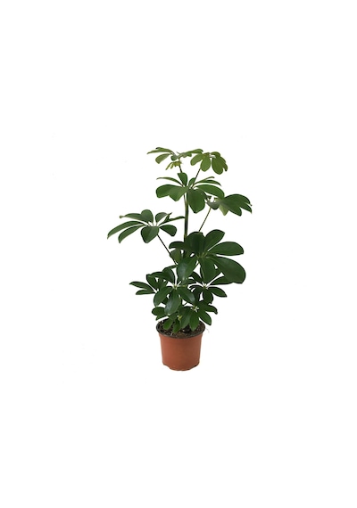 Schefflera Arboricola Şeflera Çiçeği Ø12 Cm H30-35 Cm
