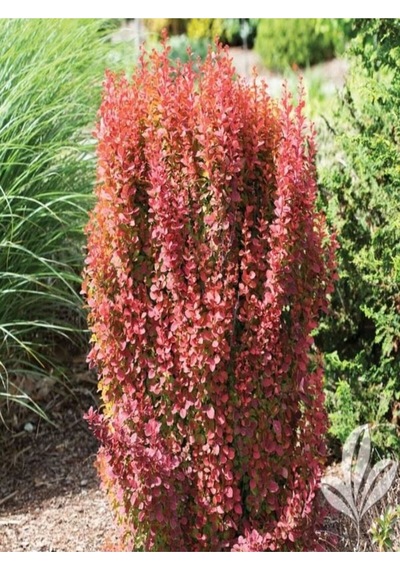 1 Adet Roket Berberis Çiti Fidanı 40-80cm Saksılı Rocket Barberry
