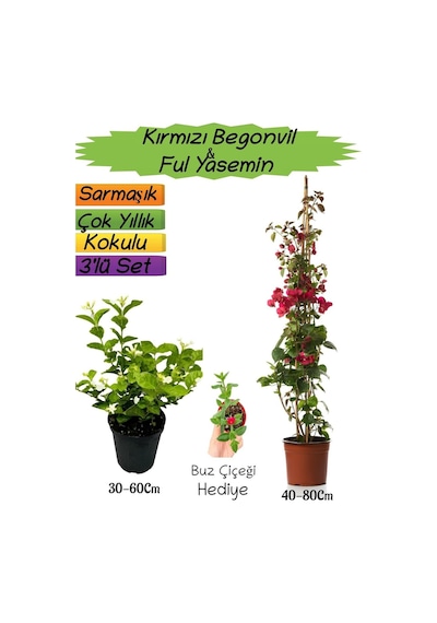 Kırmızı Renk Begonvil+kokulu Ful Yasemin+buz Çiçeği 3'lü Peyzaj Seti