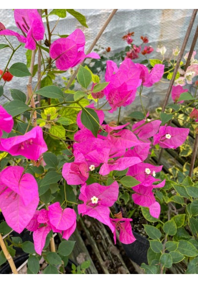 Pembe Renkli 1 Adet Çiçekli Bodur Begonvil Çiçeği Bougainvillea