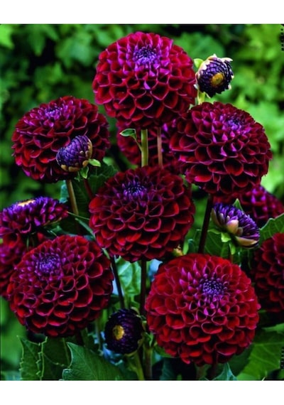 Bordo Renkli Yıldız Çiçeği Soğanı 2 Adet - ADAFDN0394
