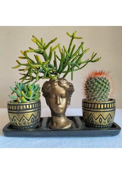 Kaktüs & Sedum & Rhipsalis 3'lü Sukulent Seti | Helen Gold Serisi