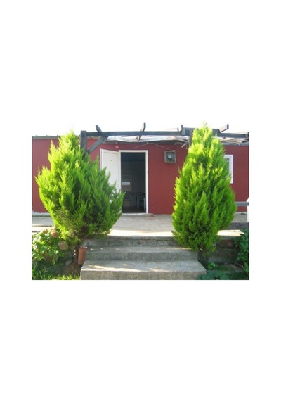 Dural Çiçekçilik Limon Kokulu Limoni Servi Cupressus Ev Ofis Salon Çamı 30-40 Cm