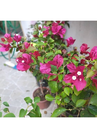 Begonvil Çiçeği Bougainvillea Bahçe Balkon Teras