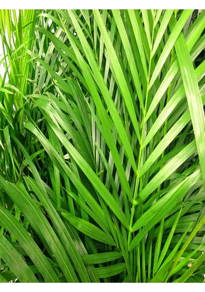 Areka Palmiyesi 100 -120cm Areka-palmiyesi 4-5 Litrelik Saksıda Iç Mekan Bitkisi