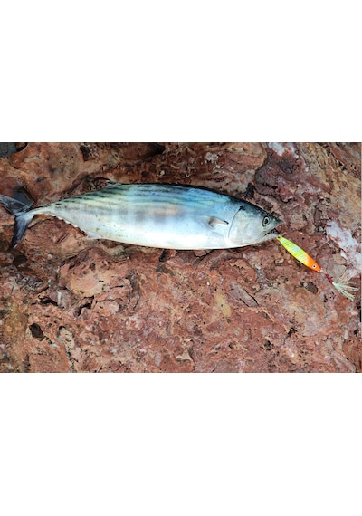 Sardin2 29gr - Sahte Yem Kaşık Rapala - Levrek, Palamut, Lüfer, Ç