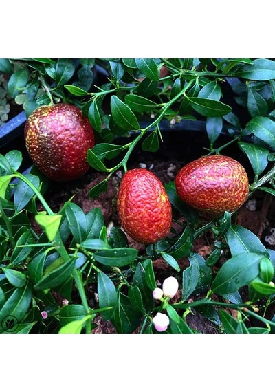 3 Yaş Blode Lime Kırmızı Limon Fidanı