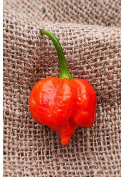 Tohum Dünyam Dünyanın En Acısı Trinidad Scorpion Biber Tohumu / 10+ Adet Tohum