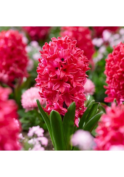 Hyacinthus Orientalis Sümbül Soğanı 3 Adet