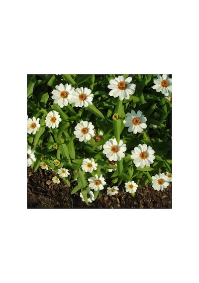 Beyaz Renkli Mini Zinnia Çiçeği Tohumu - 5 Adet